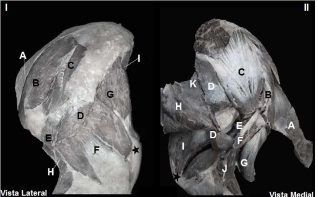 Figura  3  –   Fotografia  dos  músculos  do  cíngulo  escapular  e  braço  de  T.  terrestris,  faces  lateral  e  medial, respectivamente