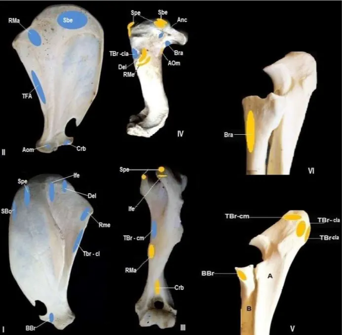 Figura 4  –  Fotografias dos pontos de fixação dos músculos do cíngulo escapular e braço de Tapirus  terrestris