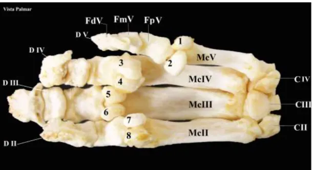 Figura  4  –  Fotografia  dos  ossos  do  carpo  e  metacarpo de  T.  terrestris, vista palmar