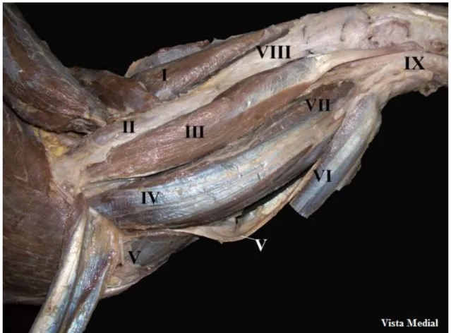Figura  8  – Fotografia  da  musculatura  do  antebraço  de  T.  terrestris,  vista  medial