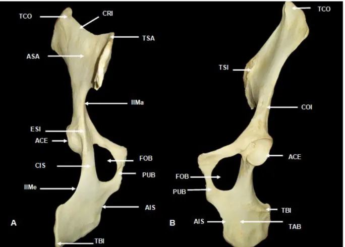 Figura  1  – Fotografia  do  osso  do  quadril  de  Tapirus  terrestris.  (A),  vista  dorsal;  (B),  vista  ventral