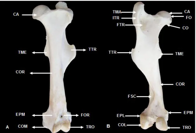 Figura  2  – Fotografia  do  fêmur  de  Tapirus  terrestris.  (A),  vista  cranial;  (B),  vista  caudal