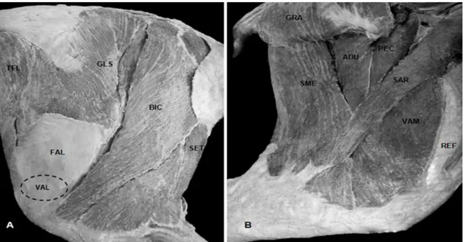 Figura 4  –  Fotografia dos músculos da coxa de Tapirus terrestris. (A) vista lateral superficial; 