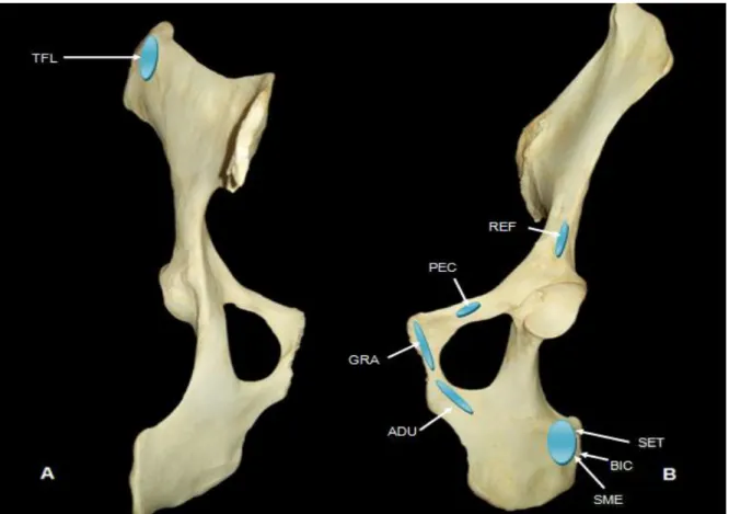 Figura 5 – Fotografia do osso do quadril de  Tapirus  terrestris. Origens dos músculos da  coxa
