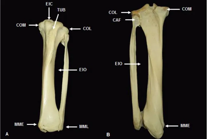Figura  1  –  Fotografia  dos  ossos tíbia  e  fíbula  de  Tapirus  Terrestris.  (A),  vista  cranial;  (B),  vista  caudal