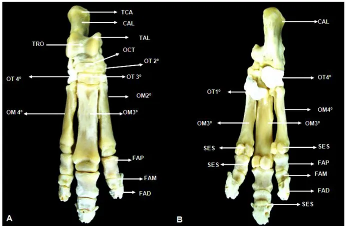Figura  2  – Fotografia  dos  ossos  do  pé  de  Tapirus  Terrestris.  (A),  vista  dorsal;  (B),  vista  plantar