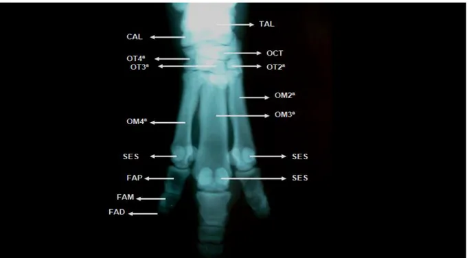 Figura 3  –  Radiografia dos ossos do pé de  Tapirus terrestris.   TAL, talus; CAL, calcâneo; 