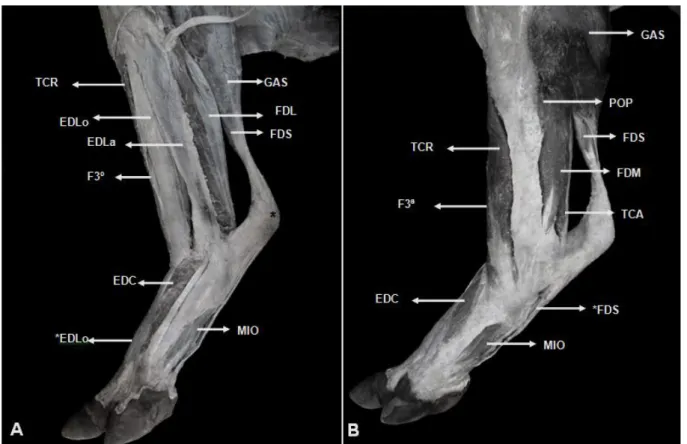 Figura 4  –  Fotografia dos músculos da perna e pé de  Tapirus  Terrestris. (A), vista lateral; 