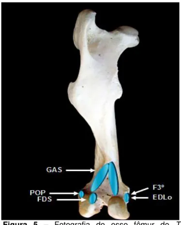 Figura  5  – Fotografia  do  osso  fêmur  de  T. 