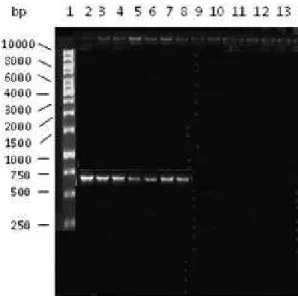 Fig. 3. Agarose gel electrophoresis analysis of PCR amplification  of the SEB gene. 5 µl of each amplified sample was loaded