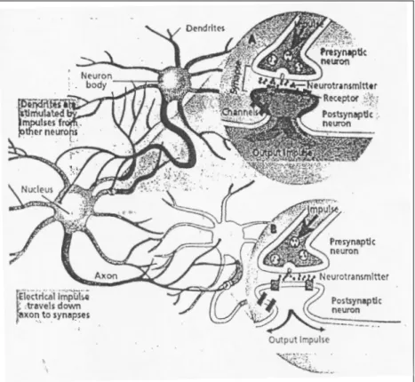 Figure 2. How neurons communicate (Young &amp; Concar, 1992, p. 5).