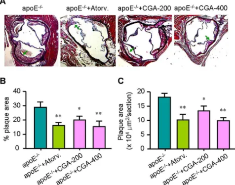 Figure 1. Chlorogenic acid (CGA) reduces atherosclerosis development. Slides of the valve area of the aortic root were stained with hematoxylin and eosin (H&amp;E) (A), and plaque coverage percentage of the total vessel surface area (B) and lesion area (C)
