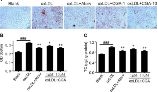 Figure 5. Chlorogenic acid (CGA) inhibits oxidized low-density lipoprotein (oxLDL)-elicited foam cell formation in RAW264.7 cells.