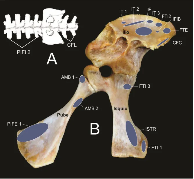 Figura 1. Esquema representativo das vértebras lombares, cintura pelvina e vértebras caudais  em vista dorsal (A), e fotografia da cintura pelvina do antímero direito com representação de  origem  dos  músculos  da  cintura  pelvina  e  estilopódio  de  C