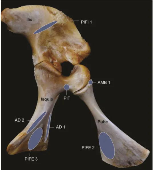 Figura 2.  Fotografia da cintura pelvina  do antímero direito de C.  crocodilus, com esquema  representativo de origem dos músculos da cintura pelvina e estilopódio, em vista lateral