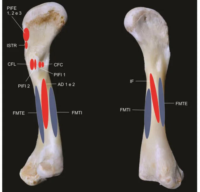 Figura  3.  Fotografia  do  fêmur  do  antímero  direito  de  C.  crocodilus,  com  esquema  representativo  de  origem  (azul)  e  inserção  (vermelho)  dos  músculos  da  cintura  pelvina  e  estilopódio,  em  vista  ventral  (A)  e  Dorsal  (B)