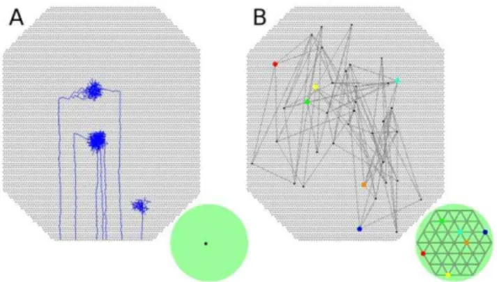 Figure 7. RGC axon development after blocking molecular guidance cues. A. Axons from adjacent RGCs project to different collicular areas