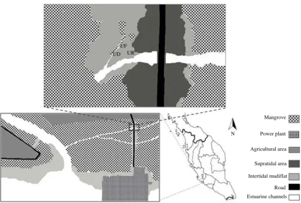 Fig. 1: Location of sampling sites in the study area, UD:  U. paradussumieri   habitat, UF:  U