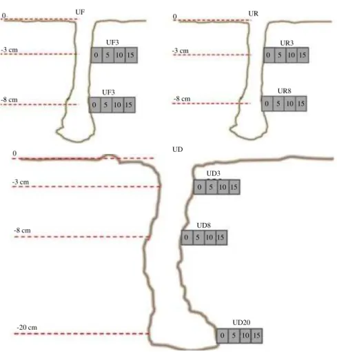 Fig. 2: Schematic figure of core sampling from the burrow walls of  U. forcipata  (UF),  U