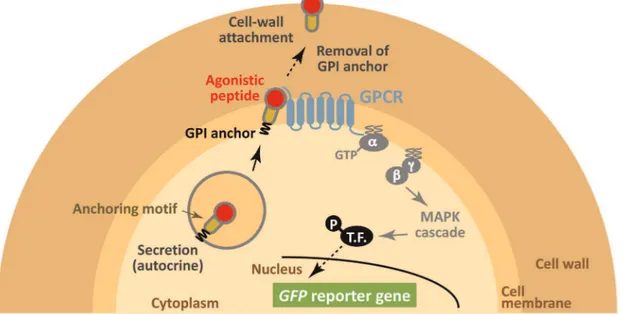 Figure 1. Schematic illustration of our concept using yeast cell-surface display technology to selectively track eligible agonistic peptides for human GPCRs by assembling the autonomous signaling complex within individual cells (cell wall trapping of autoc