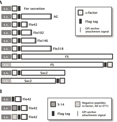 Figure 2. Schematic illustration of the fusion protein constructs used to display agonistic peptides on the yeast cell-surface