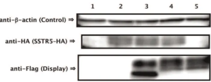 Figure 6. Improved fluorescence signal in the CWTrAP system using somatostatin peptide for the human SSTR5 receptor