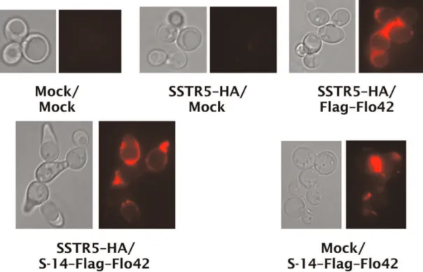Figure 7. Confirmation of peptide trapping on yeast cell surfaces. Immunofluorescence staining of somatostatin displaying yeast strains.