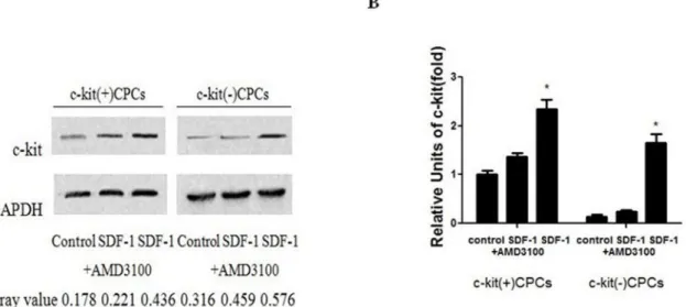 Figure 2. SDF-1a up-regulation on the expression of c-kit. (A) CPCs were stimulated with 100 ng/ml SDF-1a and 5 mg/ml AMD3100 for 48 h.