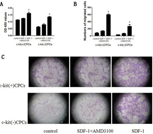 Figure 3. SDF-1a enhances the proliferation and migration of. (A) CPCs were stimulated with 100 ng/ml SDF-1a and 5 mg/ml AMD3100 for 48 hours