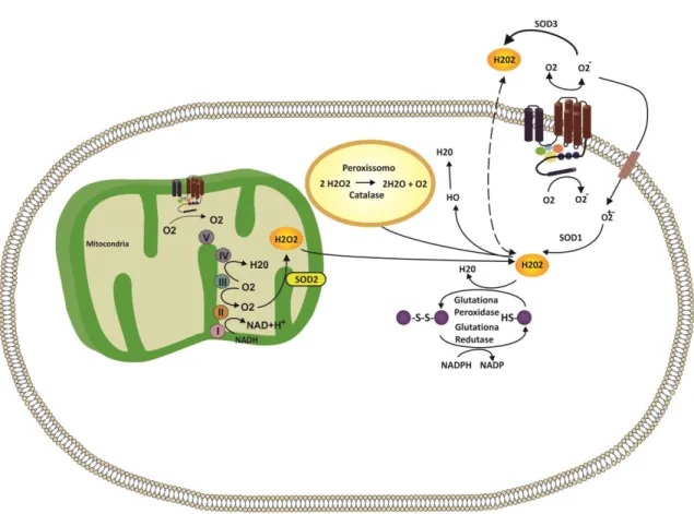 Figura 2. Esquema representativo das principais fontes de espécies reativas de oxigênio  (EROS)  e  o  sistema  de  defesa  antioxidante  dentro  da  célula