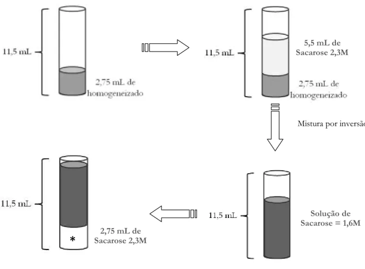 Figura 3. Esquema representativo dos passos seguidos  para obtenção do gradiente de  sacarose  para  o  isolamento  de  núcleo  dos  hepatóticos
