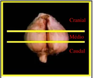 Figura  1. Fotografia representativa de cortes (2 linhas horizontais) realizados nos lobos glandulares  prostáticos de cão, dividindo-os em três segmentos (cranial, médio e caudal)