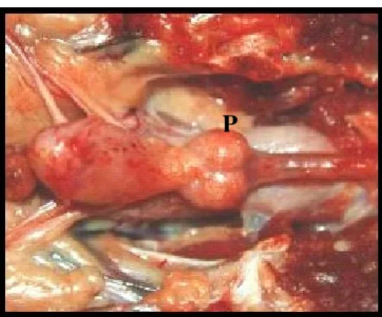 Figura 2. Fotografia elucidativa do aspecto morfológico de uma glândula próstata normal de cão (P),  onde observa-se uma simetria bilateral entre os seus lobos
