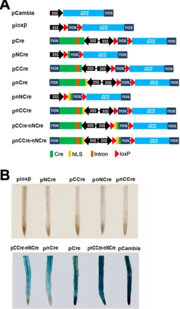 Figure 2. The in vivo recombination of split-Cre protein and the deletions determined by GUS activity