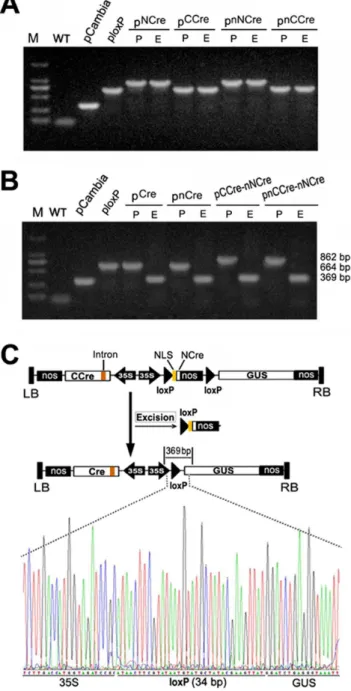 Figure 5. Excision ratio in the transgenic hairy roots deter- deter-mined by GUS staining