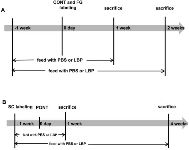 Figure 1. Schematic diagrams showing the procedures for the estimation of RGC survival