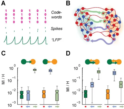 Figure 8. Effective connectivity affects information propagation. A: in the case of sparsely synchronized oscillations, individual neurons fire irregularly (see four example spike trains, middle row) even when the local area activity undergoes a very regul