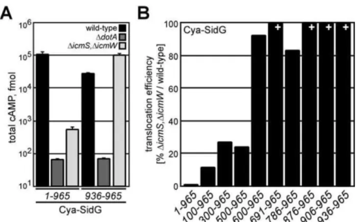 Figure 4. The C-Terminal Translocation Signal of SidG Supports icmSW- icmSW-Independent Translocation