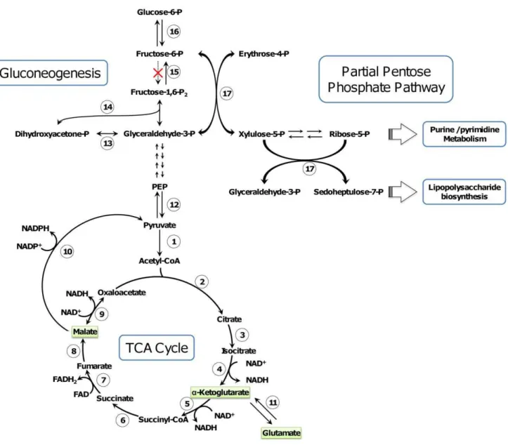 Figure 6. Proposed carbon flux in the Taylorella genus. Enzymes participating in major reactions are numbered thus: 1