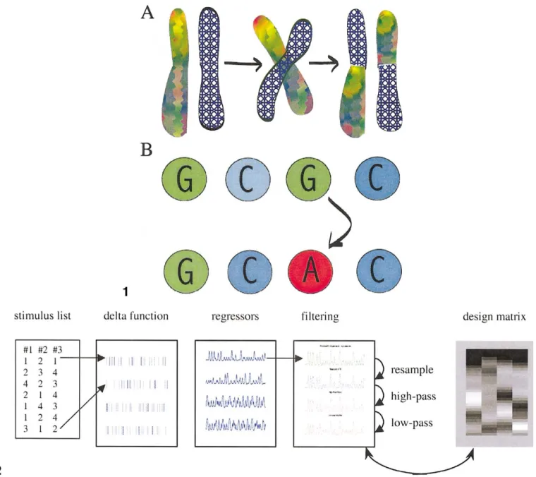 Fig. 1. Illustration of crossover (A) and point mutation (B). In crossover, chromosomes in biology or vectors in a genetic algorithm pair up and exchange pieces at a randomly selected crossover point