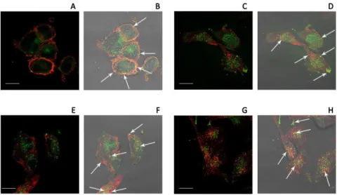 Figure 8. RGDechi cellular uptake inhibition experiments. A–F, Confocal microscope images of WM266 cells after 30 minutes of incubation with 50 mM RGDechi