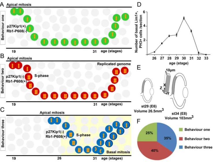 Figure 4. Expression of Rb1-P608, p27Kip1, cyclin B1 and cdc25C in HPCs. (A) Fluorescence micropgraphs with Lim1, Rb1-P608 and EdU immunoreactivity in st24 retina after a 3 h-EdU pulse, (B) Prox1, p27Kip1 and EdU immunoreactivity in st24 retina after a 3 h
