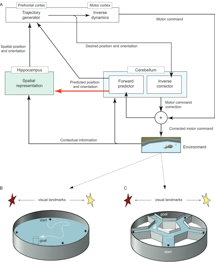 Figure 1. Model architecture and simulated navigation protocols. A. Overview of the connectionist model implementing a functional coupling between cerebellar and hippocampal networks