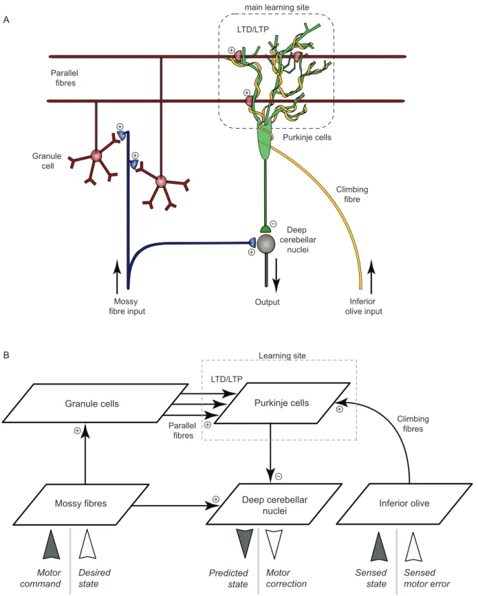 Figure 2. Cerebellar microcomplex model. A. A simplified scheme of the cerebellar microcomplex (adapted from [114])