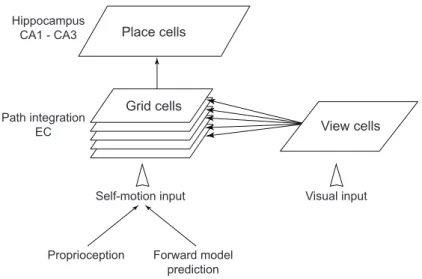 Figure 3 depicts a simplified view of the hippocampal model [79–81]. The model integrates idiothetic (self-motion) and allothetic (visual landmark related) information to establish and maintain hippocampal place fields