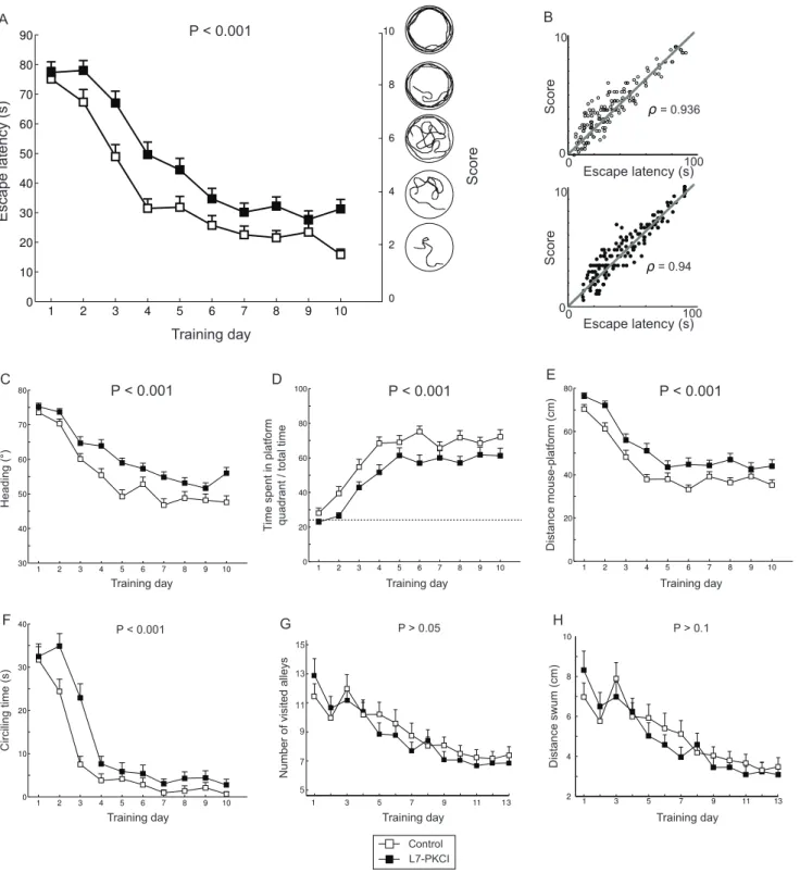 Figure 4. The hypothesis of a cerebellar influence on path integration, and hence on hippocampal place coding, accounts for all L7- L7-PKCIs’ spatial navigation impairments observed experimentally