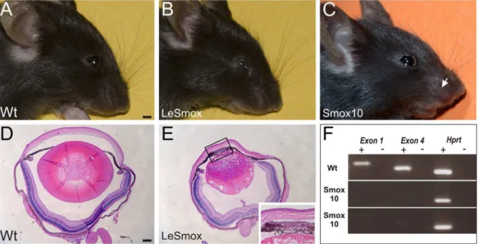 Fig. 4H). Similarly, there was no significant difference in (p .0.05) in thickness of the anterior lens epithelium between double heterozygous mice (15.660.8 m m; n = 6), and control, Cre 2  wild-type mice (15.860.2 m m; n = 3)