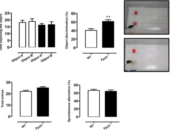 Fig. 5. Increased discriminatory activity of Fpr2/3 -/- mice in the novel object recognition test