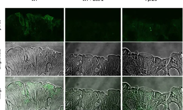 Fig. 9. Reduced p-p38 staining in the colon of Boc2-treated C57BL/6 and Fpr2/3 -/- mice