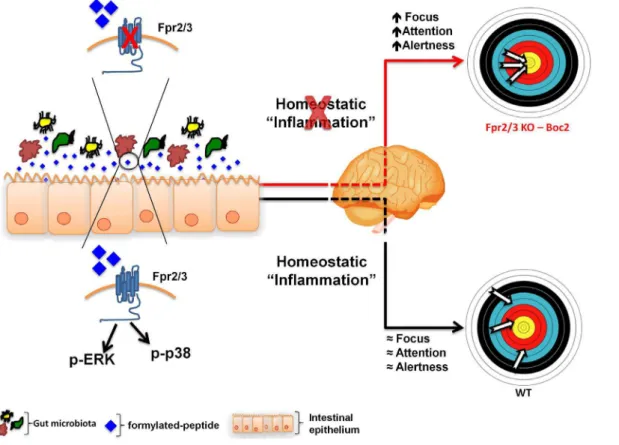 Fig. 10. Hypothetical schema of the role of Fpr2/3 at the interface of the gut-brain axis